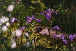 irises3.jpg